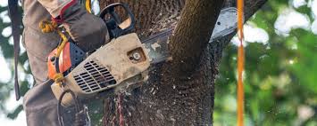 Best Tree Health Inspection  in Redland, AL
