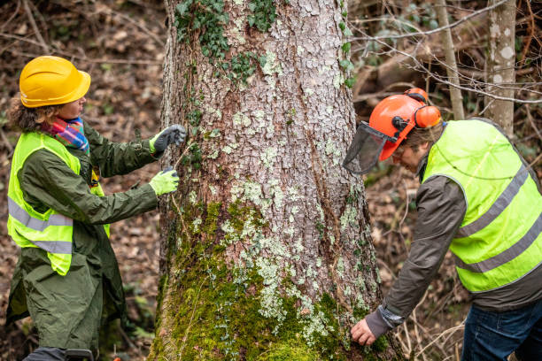 How Our Tree Care Process Works  in  Redland, AL
